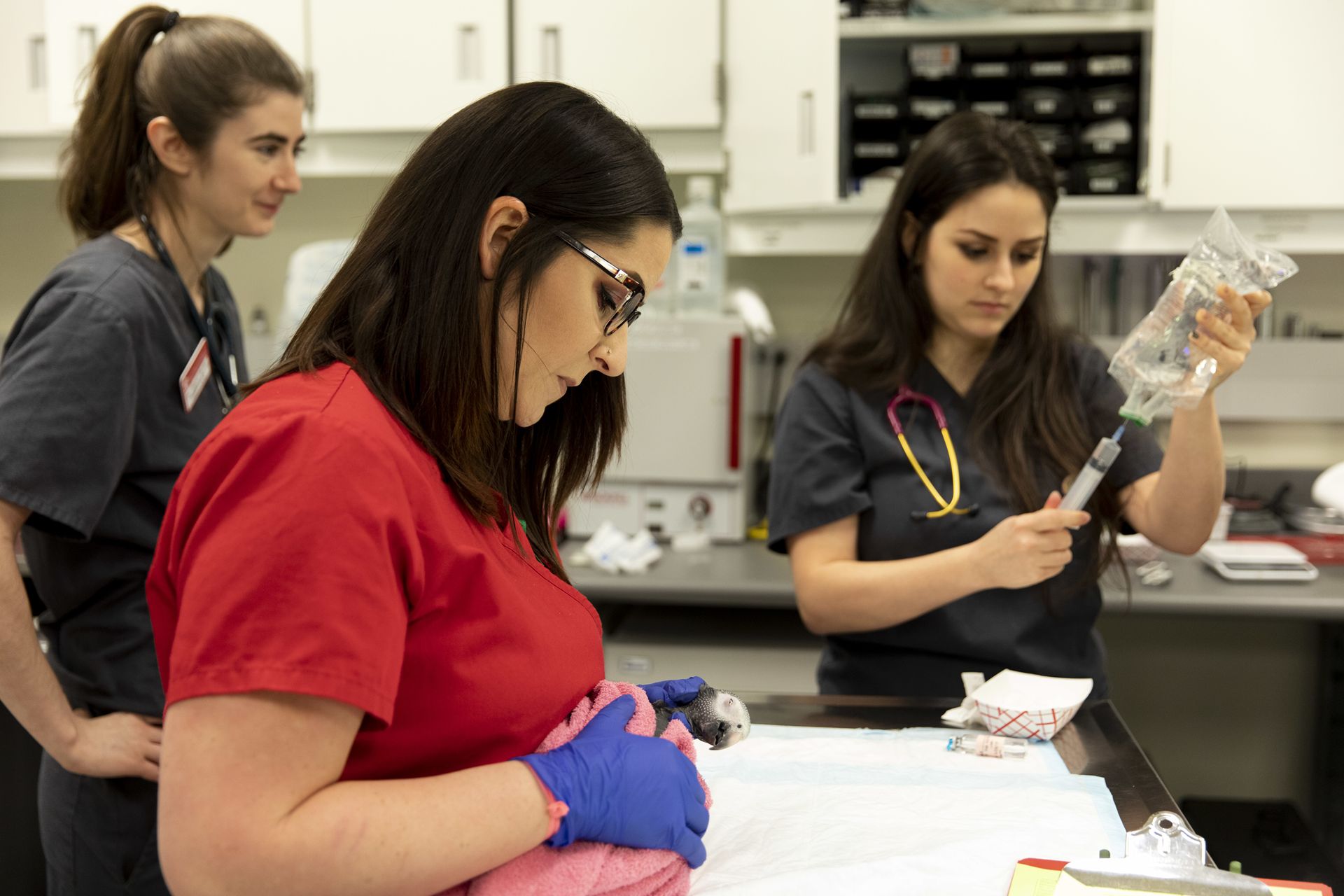 Three women studying veterinary medicine in a medical office prepare medication for a gray parrot. Two of the women wear dark scrubs and one wears red scrubs. 