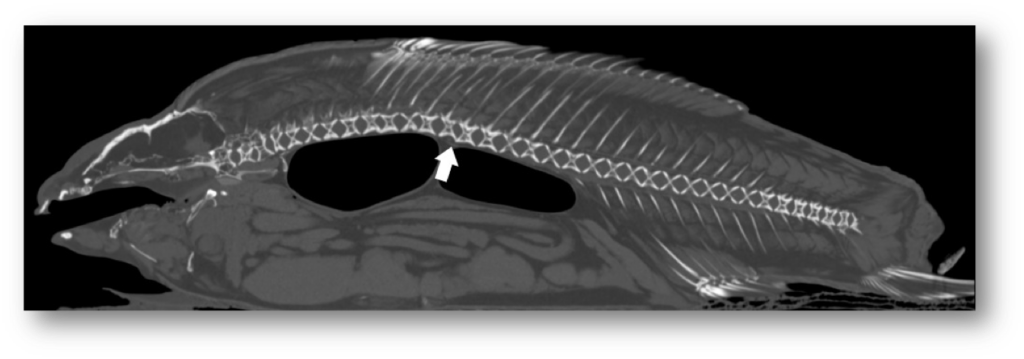 A black, white, and gray x-ray of a fish with a white arrow pointing at what appears to be a spine.