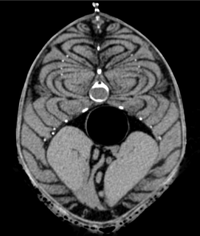 A black, white, and gray x-ray of a fish.