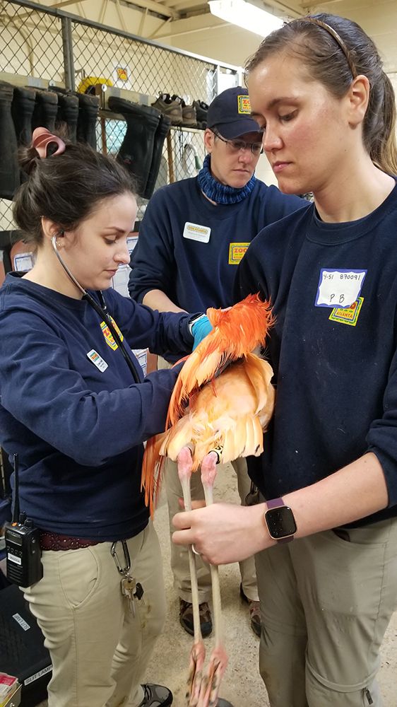 Three people in dark blue shirts and light-colored pants examine a bright orange bird with long legs.