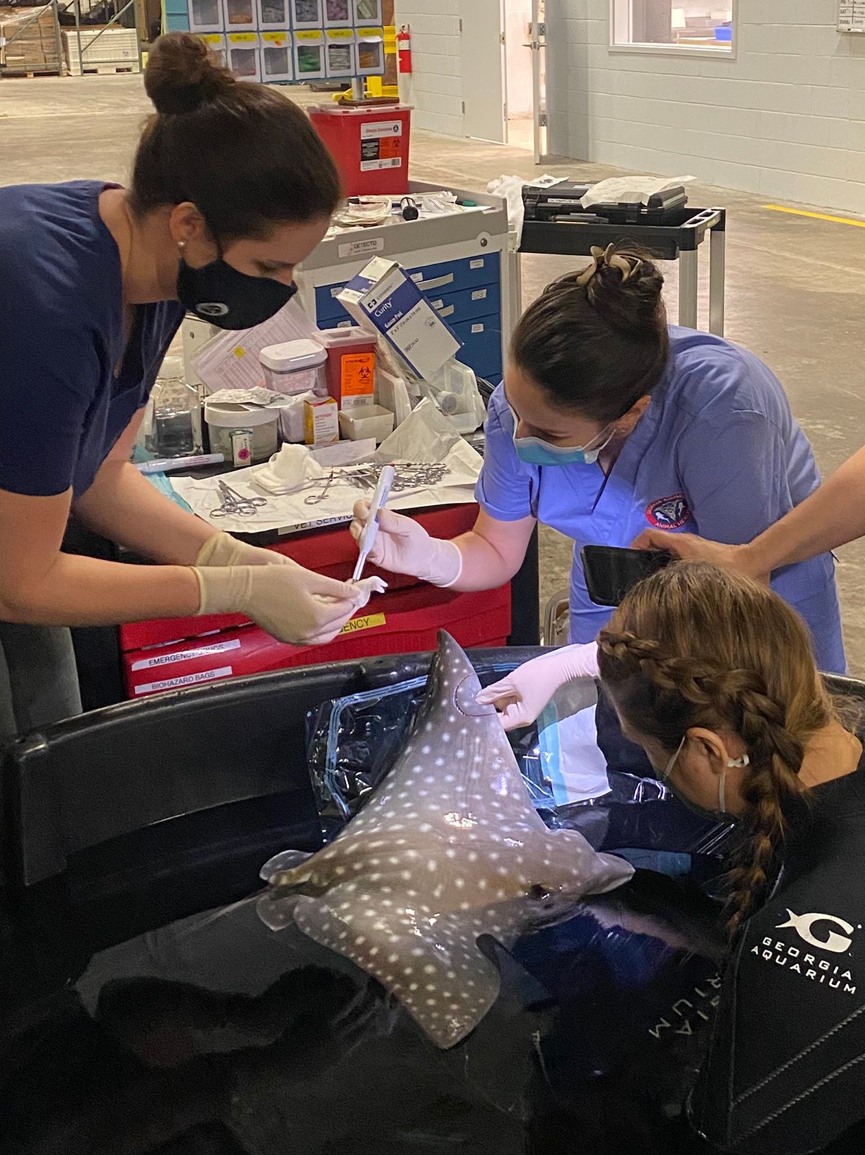 Three women practicing veterinary medicine examine a stingray. They all wear dark medical scrubs and one woman holds the stingray while the other two prepare medication.