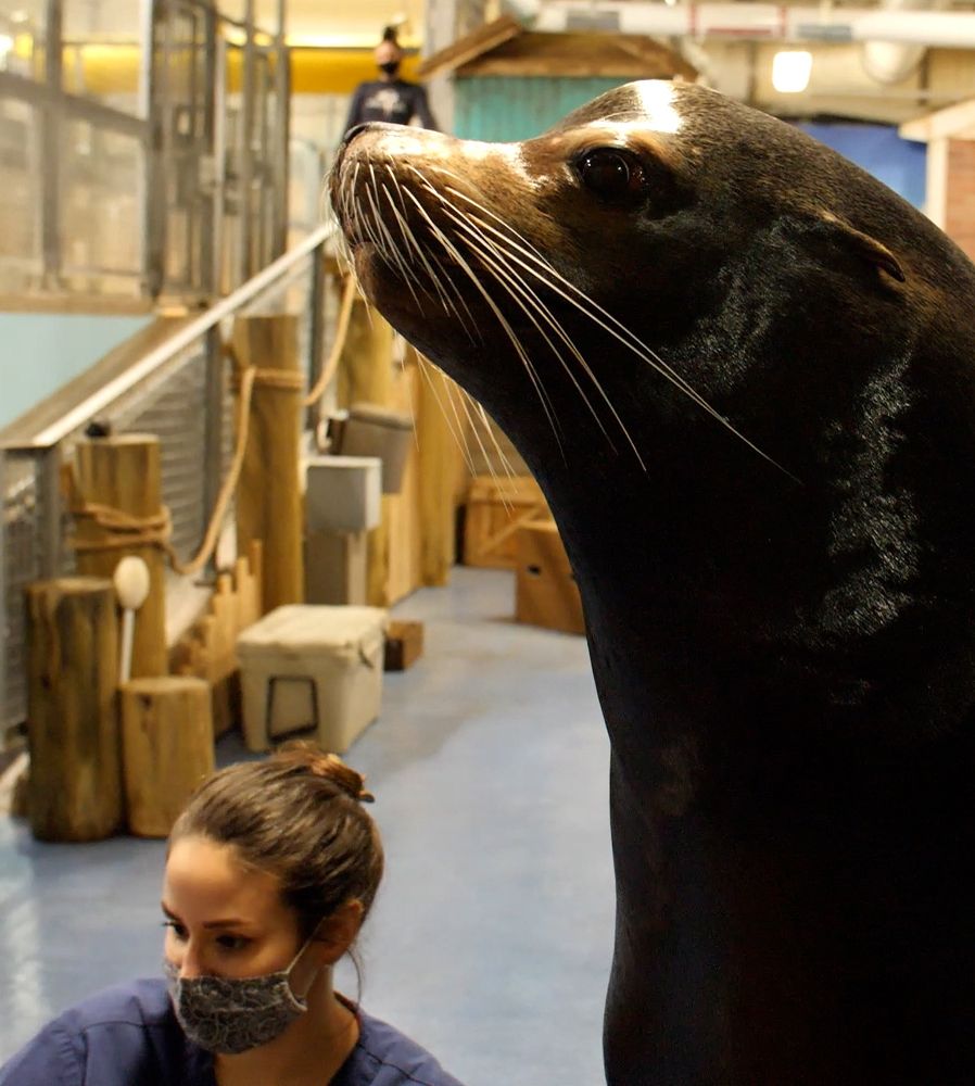 Dr. Jessica Comilli kneels in her veterinary scrubs. She is next to a large sea lion.