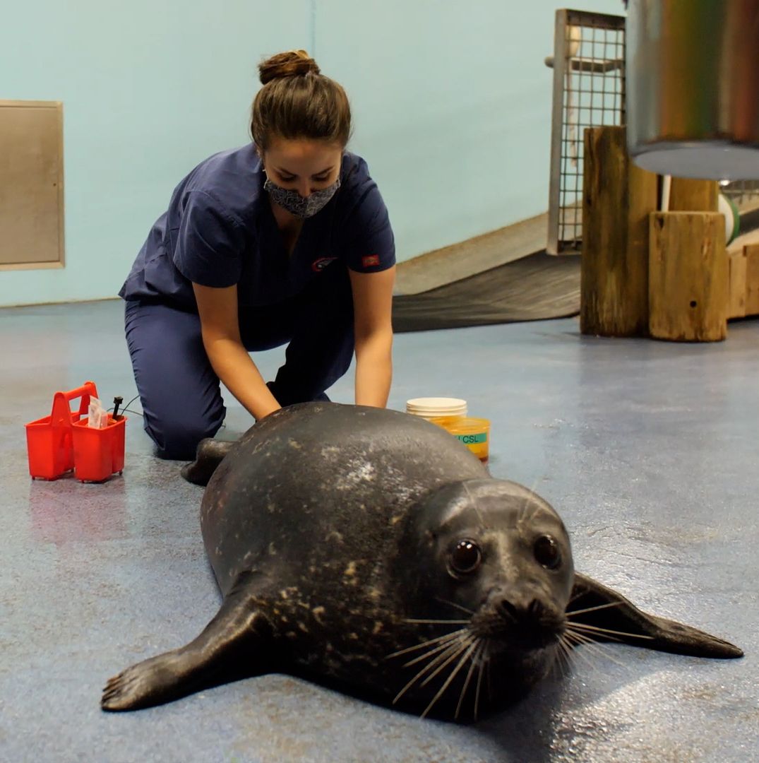 A woman in veterinary scrubs kneels on the floor as she examines a large harbor seal.