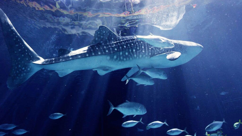 Seal Ultrasounds, Fish MRIs and Exotic Animal Endoscopies