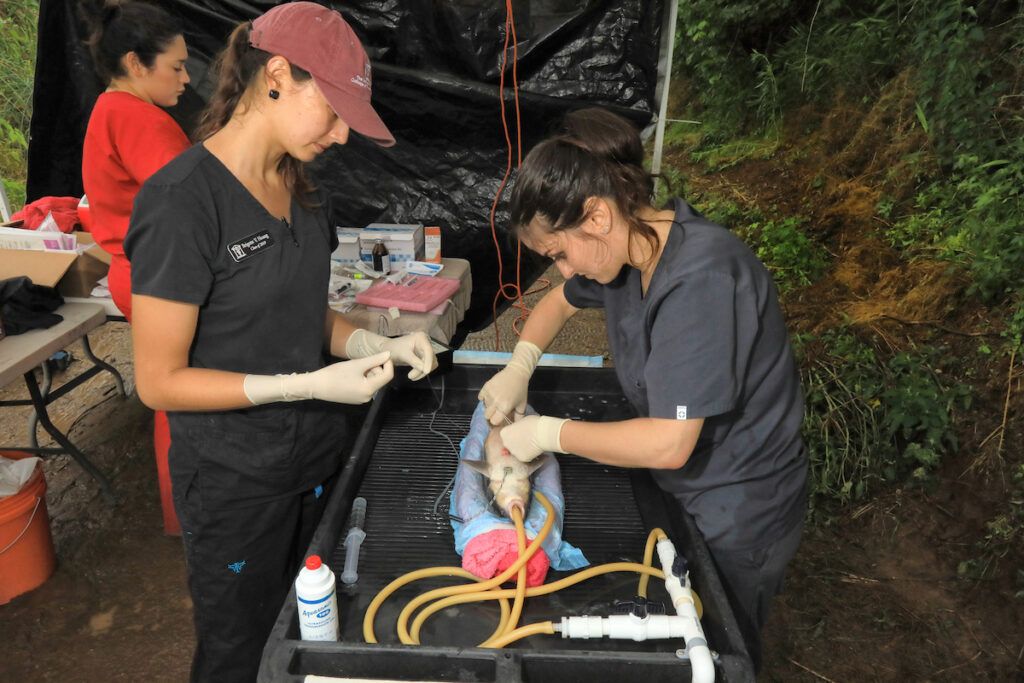 Two young women in dark scrubs use MRI technology on a fish. 