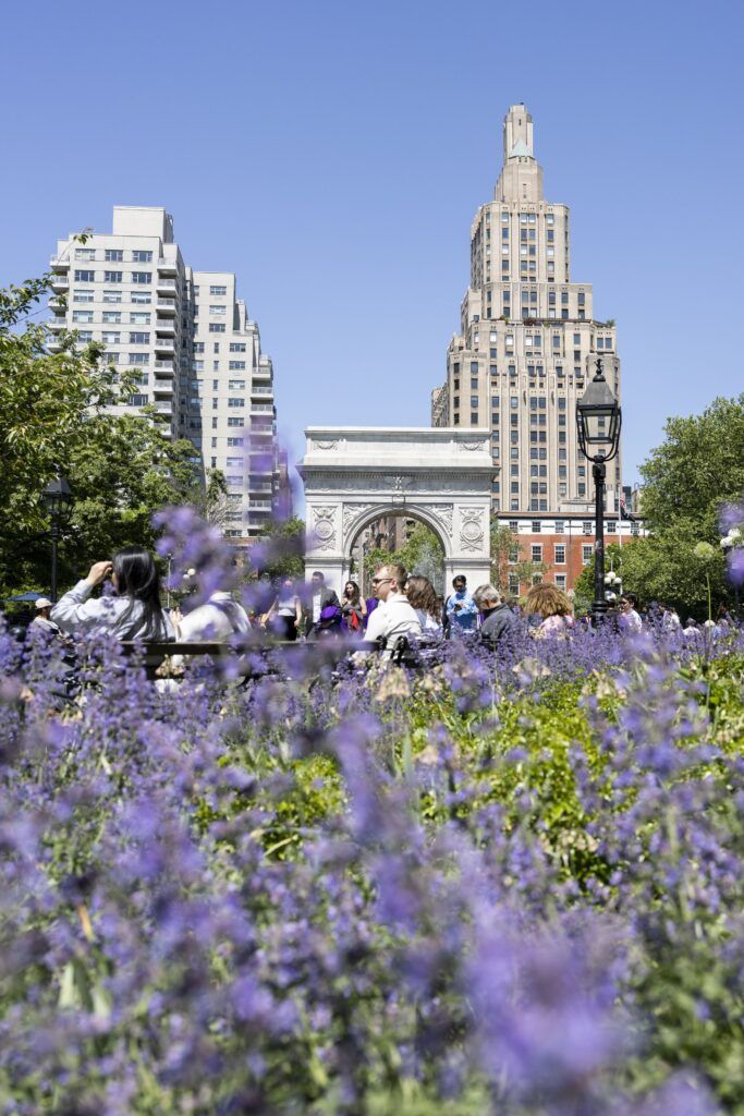 A blurred closeup of tall purple flowers and green foliage. Several tall light-colored buildings are in the background against a bright blue sky.