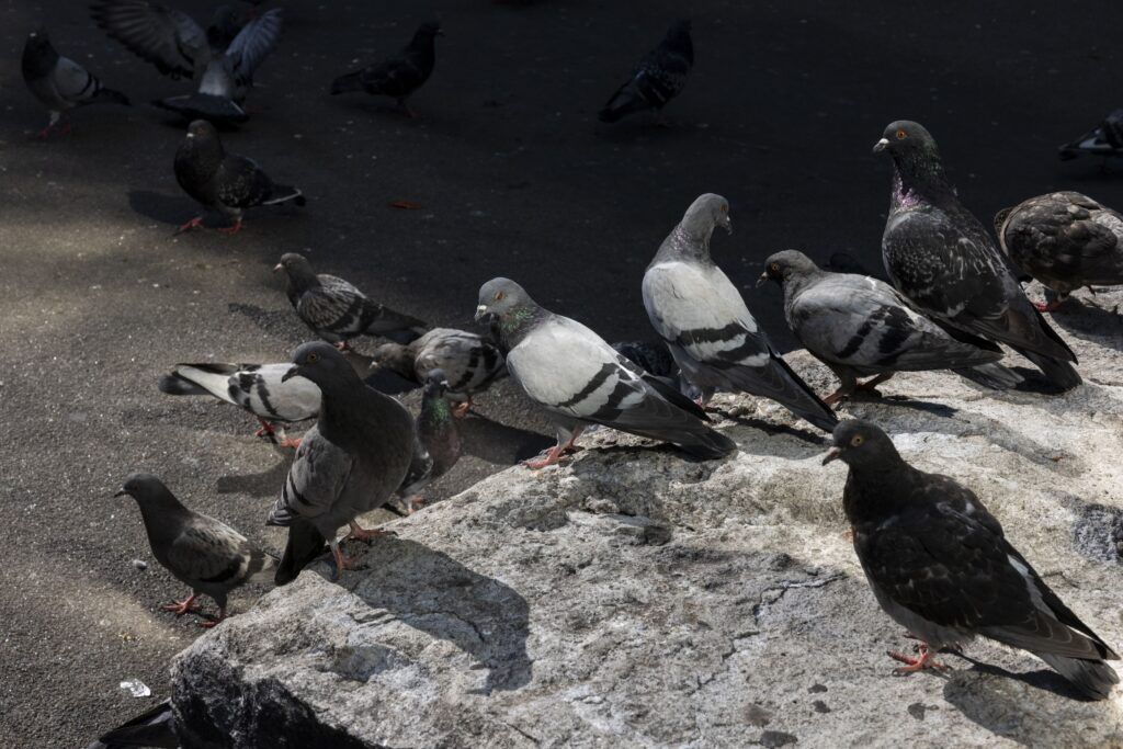 A closeup of a group of pigeons on a wide grey rock.