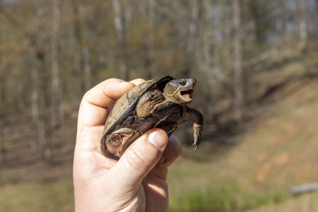 A tiny turtle is held up in the air by a single hand. In the background is a blurred forest.