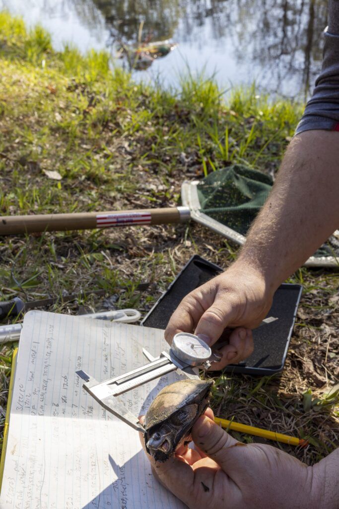 A closeup of a researcher using a metal tool to measure a turtle that is smaller that their hand. The researcher is on the grass beside a lake and is surround by research tools like a net and a notebook.