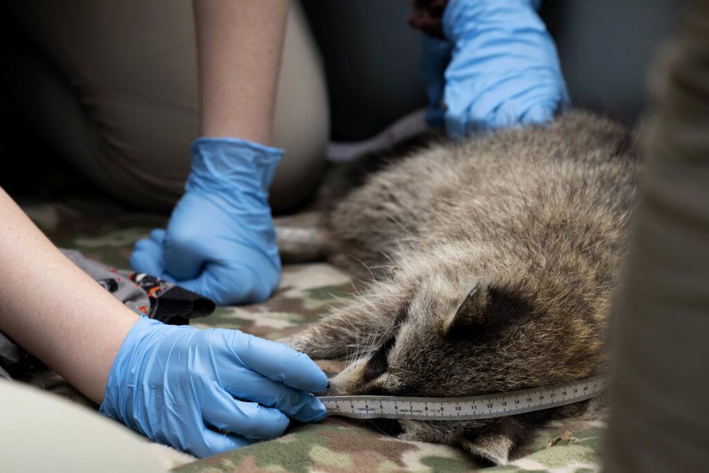 A closeup of an unconscious raccoon being measured by researchers with a black and white measuring tape. The researchers have light blue gloves on.