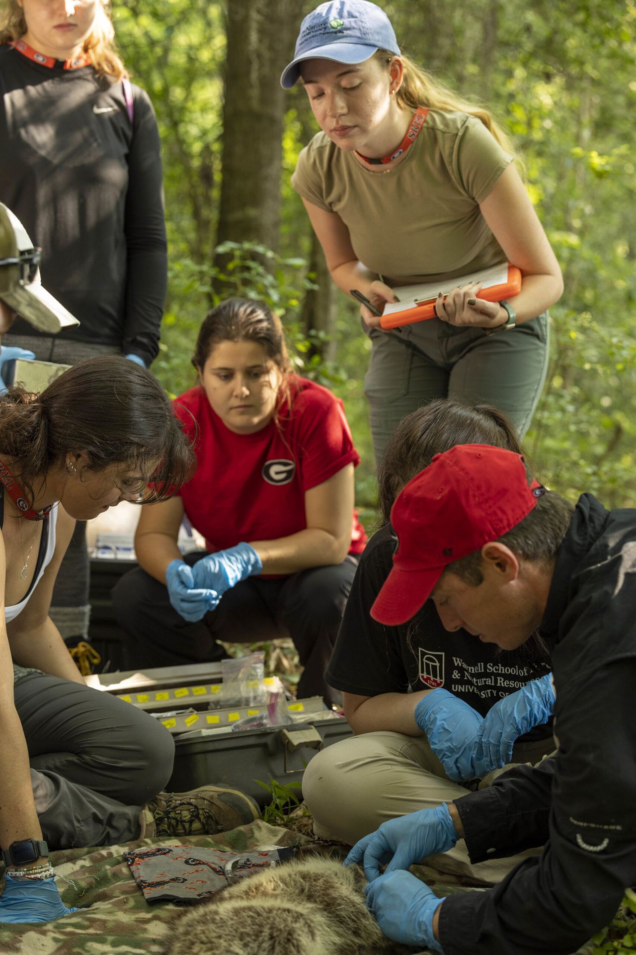 A researcher in a black jacket and red cap studies an unconscious raccoon in the middle of a forest while several college students observe.