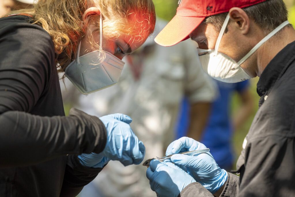 Two people in dark clothing and blue gloves study a small animal hidden in one person's hands.