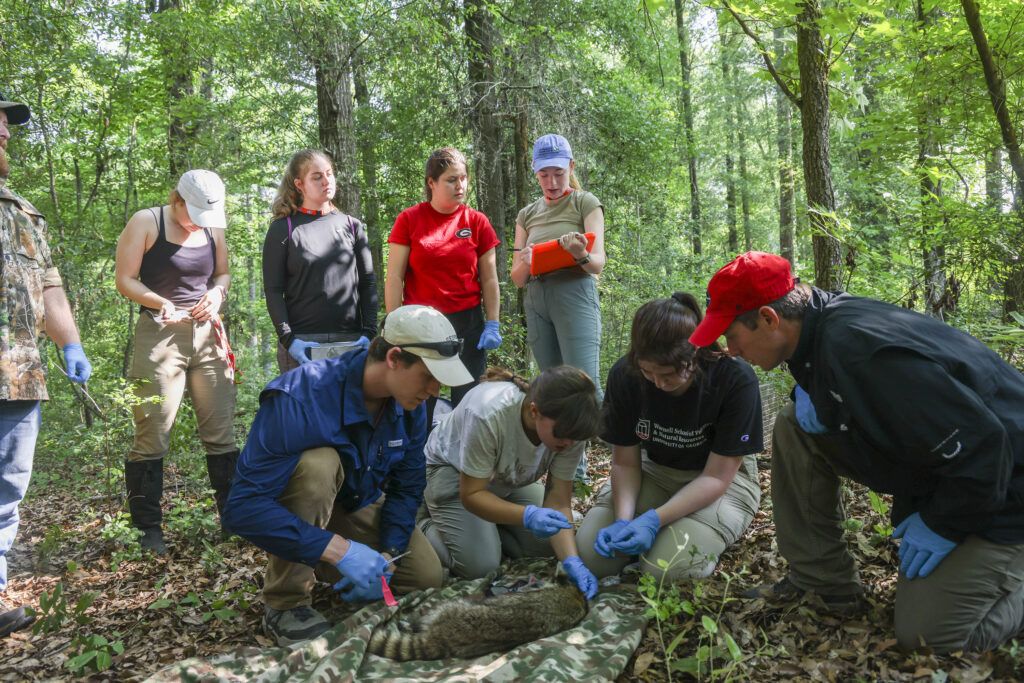 A group of students at the nature reserve known as the Savannah River Site studies an unconscious racoon.