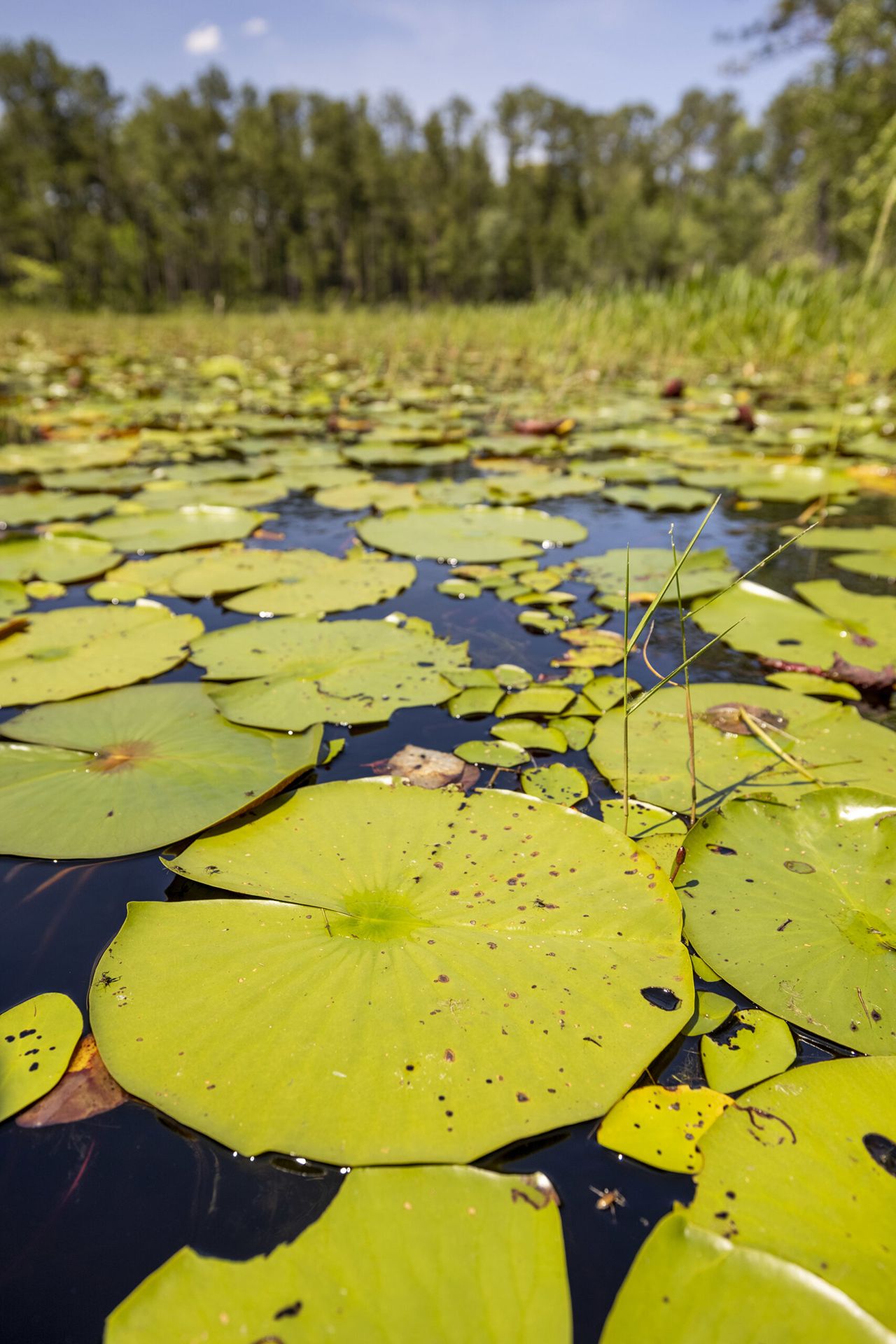 A closeup of several green lily pads on a body of water. In the distance, a group of dark green trees towers over the water. 