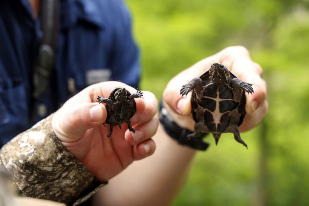 A closeup two hands holding one tiny turtle each. The hands belong to different people.