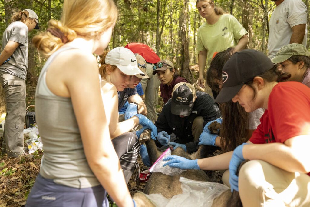 A large group of university students studies a sedated pig out in the middle of a wildlife reserve.