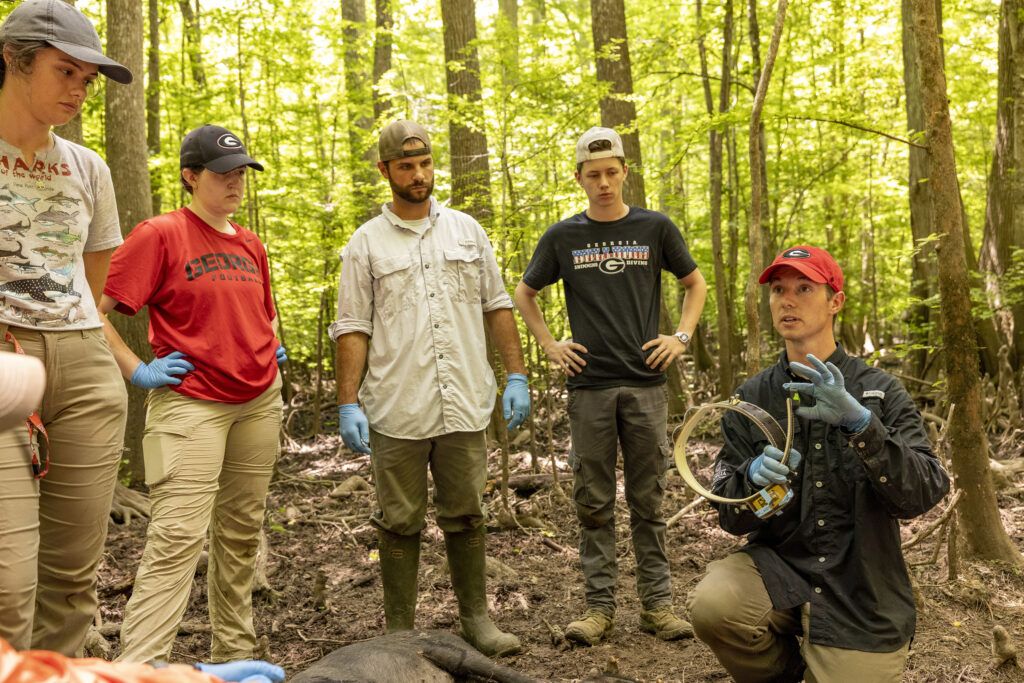 A university professor demonstrates to his students how to sedate and and study a wild pig at the Savannah River Site, a wildlife reservation.