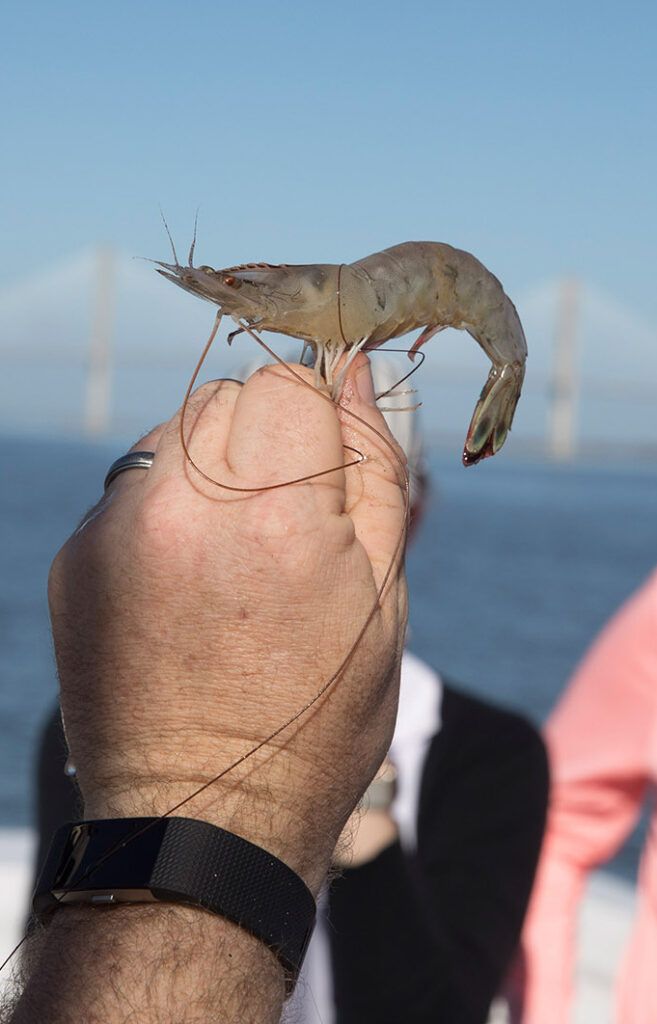 A translucent shrimp perches on person's closed fist. In the background is a blurred view of the ocean with few white sailboats.