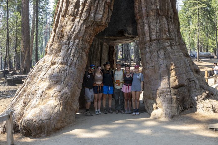 Six students pose for a picture under a carved-out Sequoia tree.