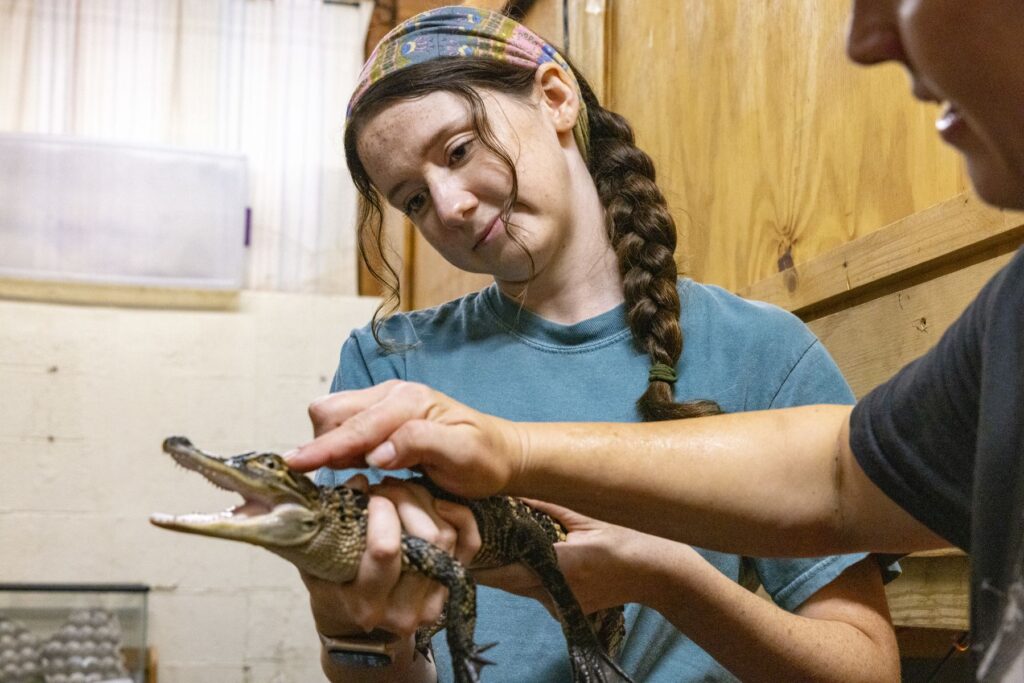 An intern at Bear Hollow Zoo holds a tiny alligator while another person pets its head.