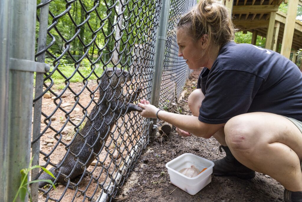 At Bear Hollow Zoo, an otter on one side of a metal fence holds its paws up to touch the hands of a young woman crouched on the other side of the fence.