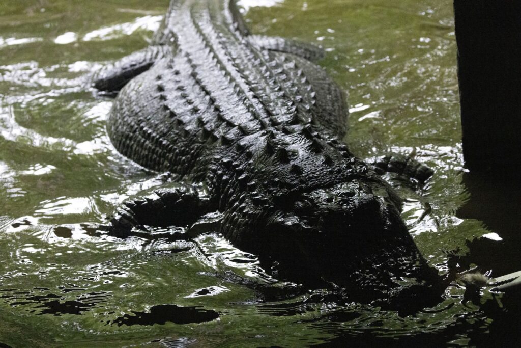 A closeup of a dark alligator swimming through green water in its zoo enclosure at Bear Hollow Zoo.