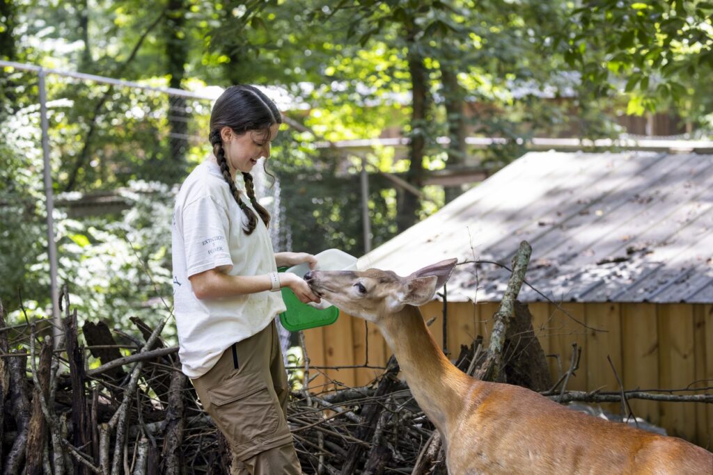 An intern at Bear Hollow Zoo feeds a deer in its forest-like enclosure. The deer eagerly eats from her hand.