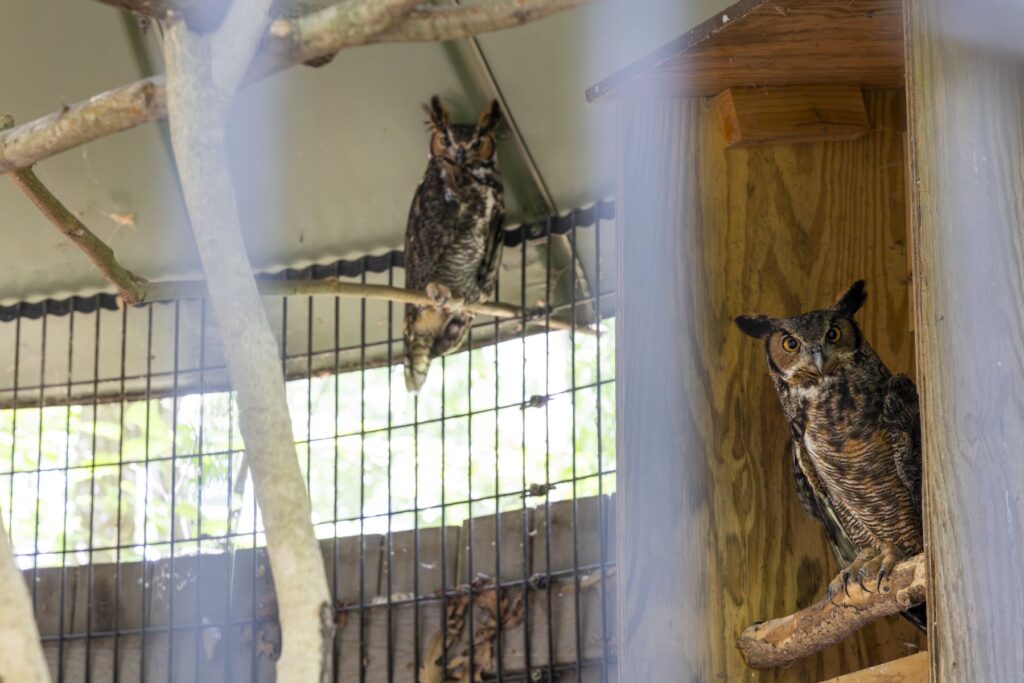 Two large brown and white owls stare at the camera from high perches in their zoo enclosure at Bear Hollow Zoo.