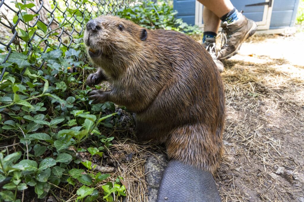 A large brown beaver on the ground of its zoo enclosure picks at the greenery sprouting from a fence.