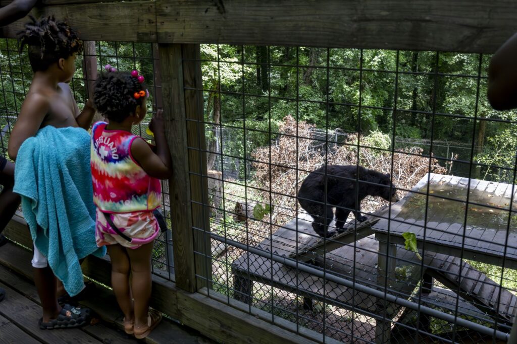 Two young children at the zoo look through a grate watching a bear in its enclosure.