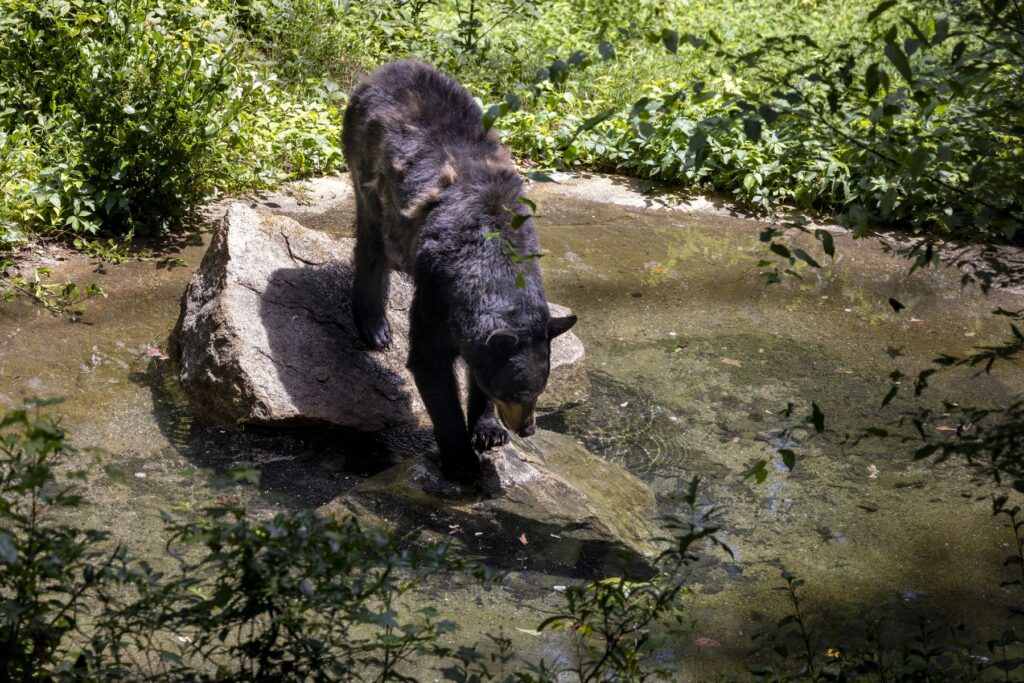 A dark brown bear walks across large rocks in a pond in its zoo enclosure.