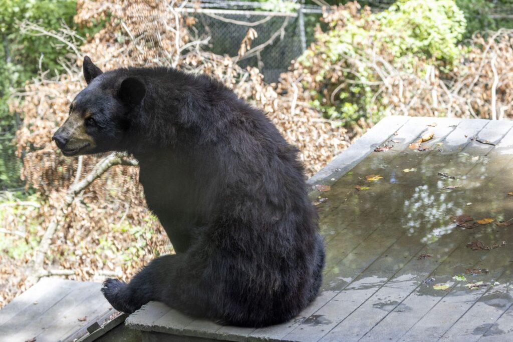 A bear with its back to the camera sits on wooden steps in a zoo's forest enclosure.