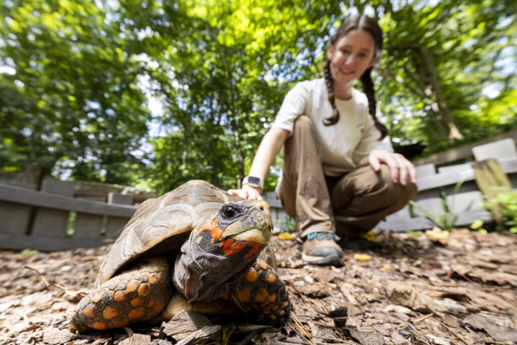 A closeup of a small tortoise on the ground outside at Bear Hollow Zoo while a zoo intern pets its shell from behind.