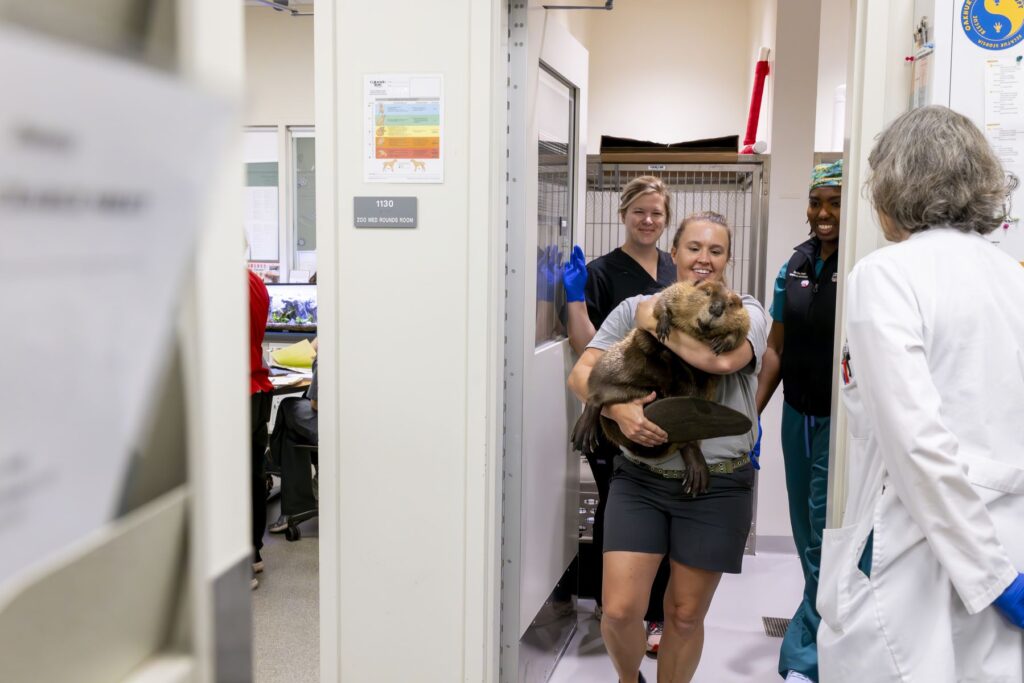 A young woman in a grey t-shirt and dark shorts carries a large beaver through the halls of a veterinary hospital while the veterinarians watch from the sidelines.