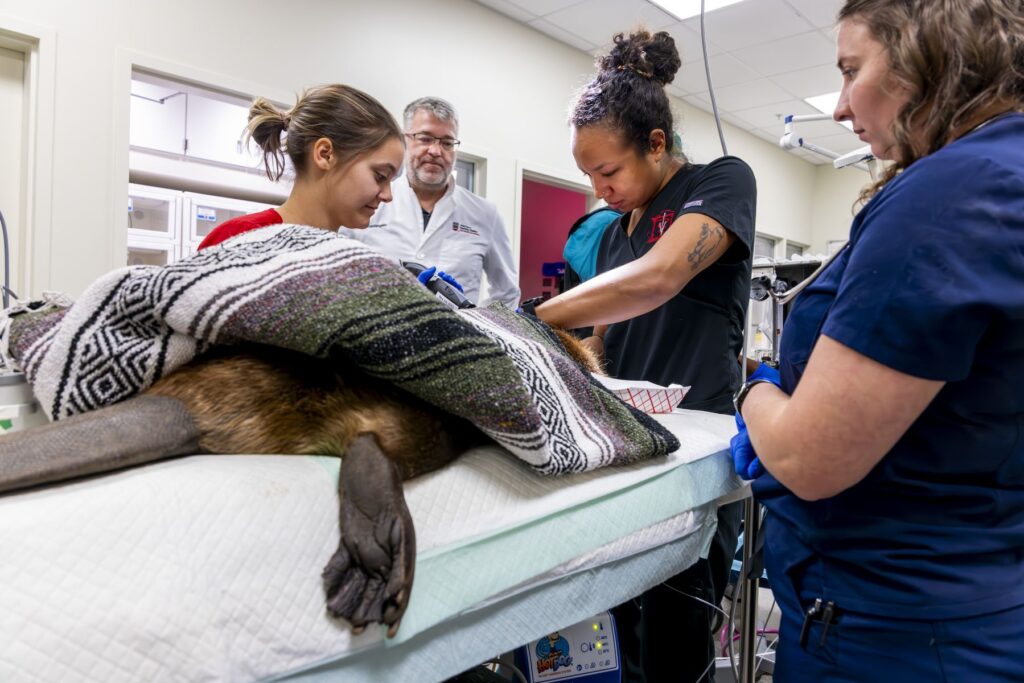 Several veterinary technicians examine a large beaver that is on a table. The beaver's body and head are hidden by a blanket but its feet and tail poke out of the end.