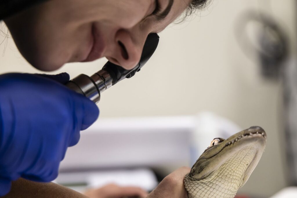 A closeup of a veterinary student studying a very small alligator while holding it still with one hand.