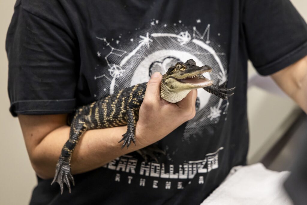 A tiny alligator is held tightly in a person's hand while they prepare for its medical exam. The person is wearing a black t-shirt that reads "bear hollow zoo, athens, ga".