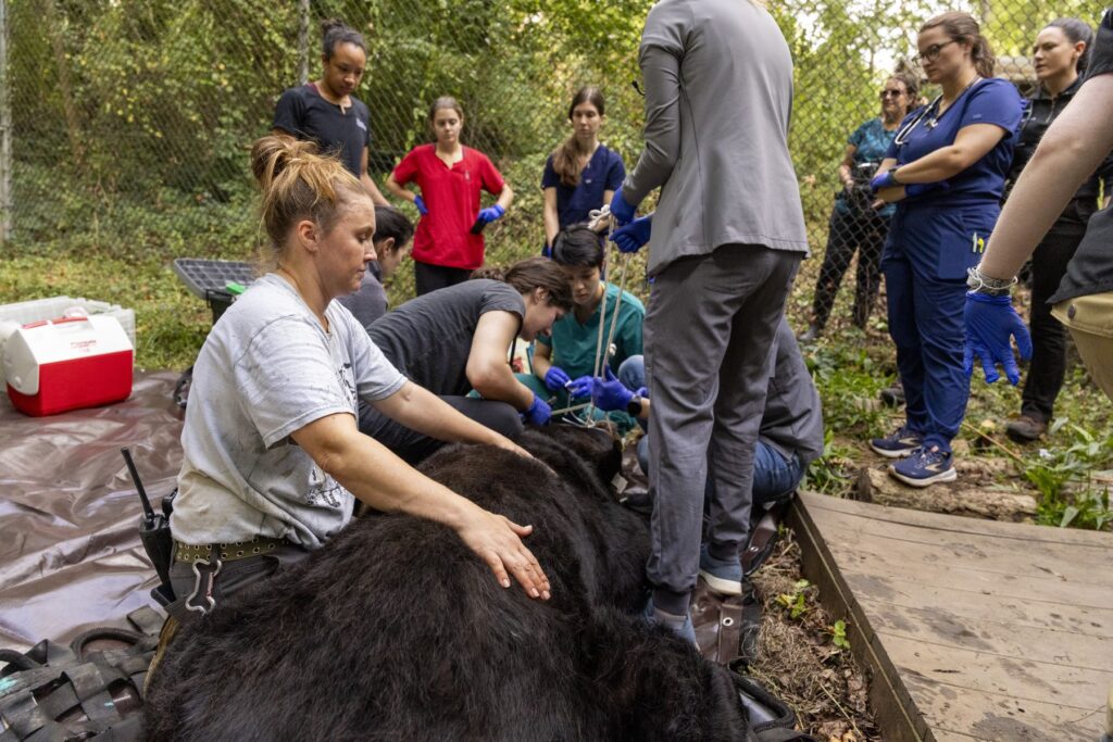 A bear lays down outside in a zoo enclosure at Bear Hollow Zoo. He is surrounded by veterinary technicians and zoo employees who are helping him through a medical examination.