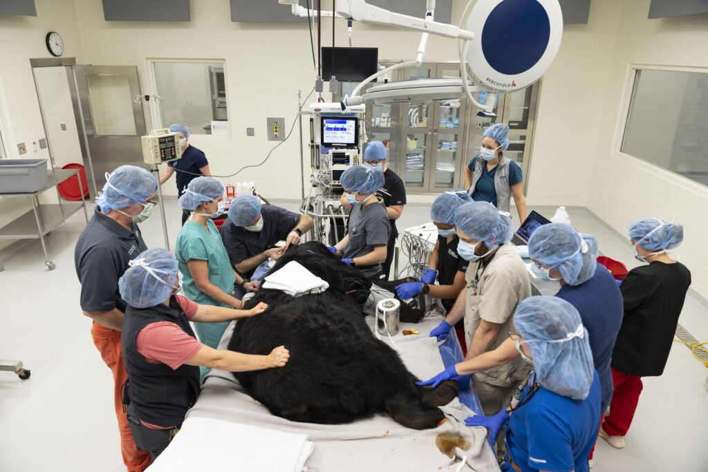 A group of many veterinarians and medical professionals surround a large, unconscious bear on an operating table.