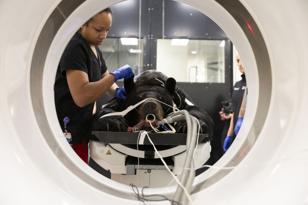 A large, black bear at Bear Hollow Zoo is strapped into a CT scanner to be x-rayed while a veterinary technician holds his side.