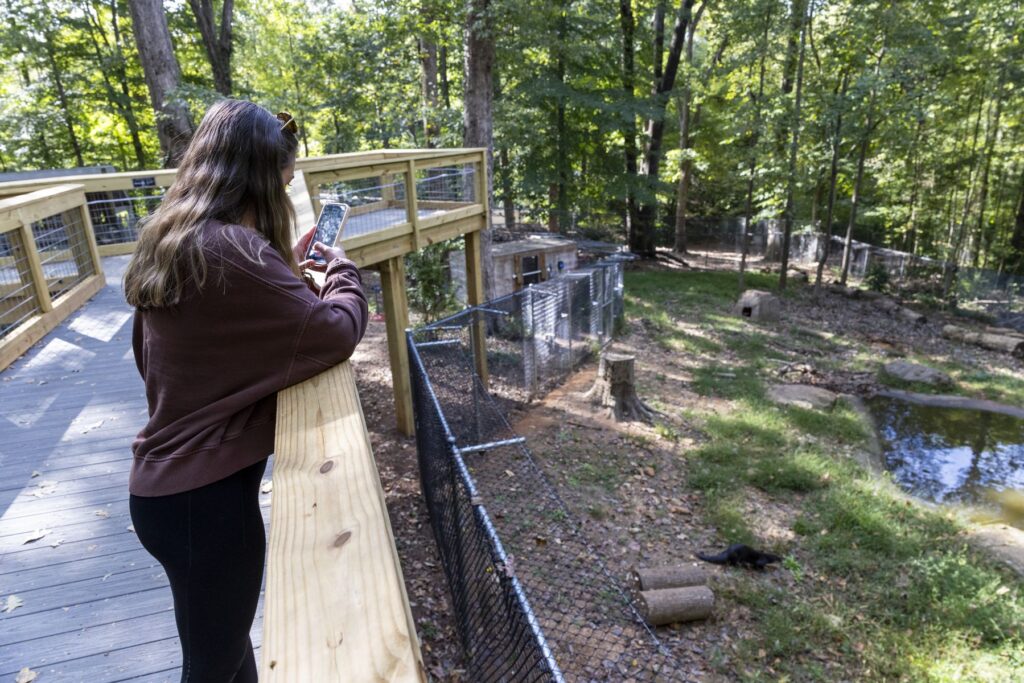 A woman in dark clothing stands on a wooden bridge above an otter's zoo enclosure at Bear Hollow Zoo and takes a photo with her phone. A dark, sleek otter walks across the grass in the enclosure.