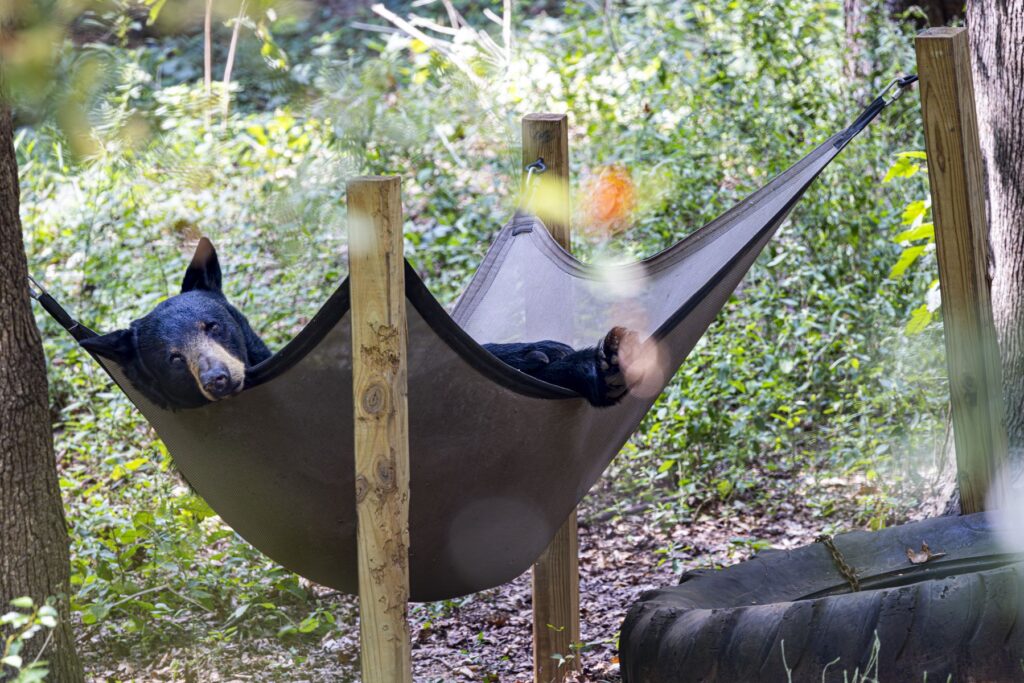 A bear at a zoo sleeps peacefully in a large brown hammock surrounded by greenery.