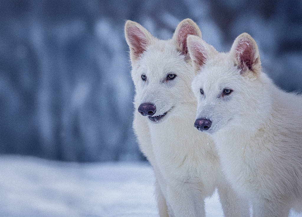 Two white adolescent wolves stand close together in an outdoor snowy setting.