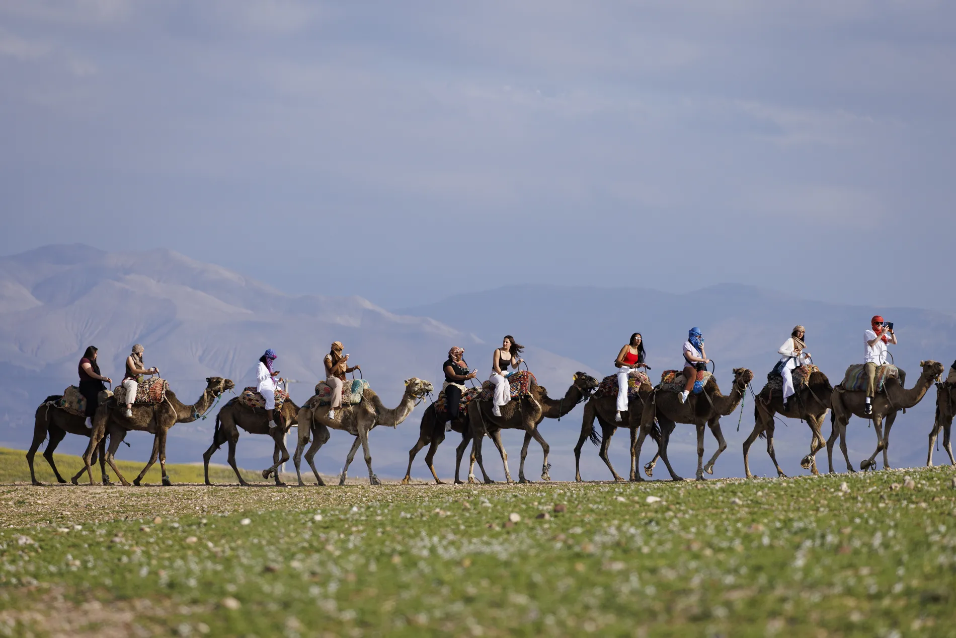 University students ride camels in a straight line across a grassy desert.