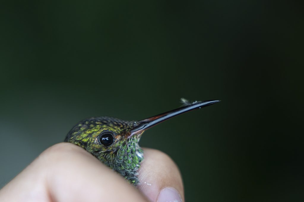 A closeup of a hummingbird held in a person's fist.
