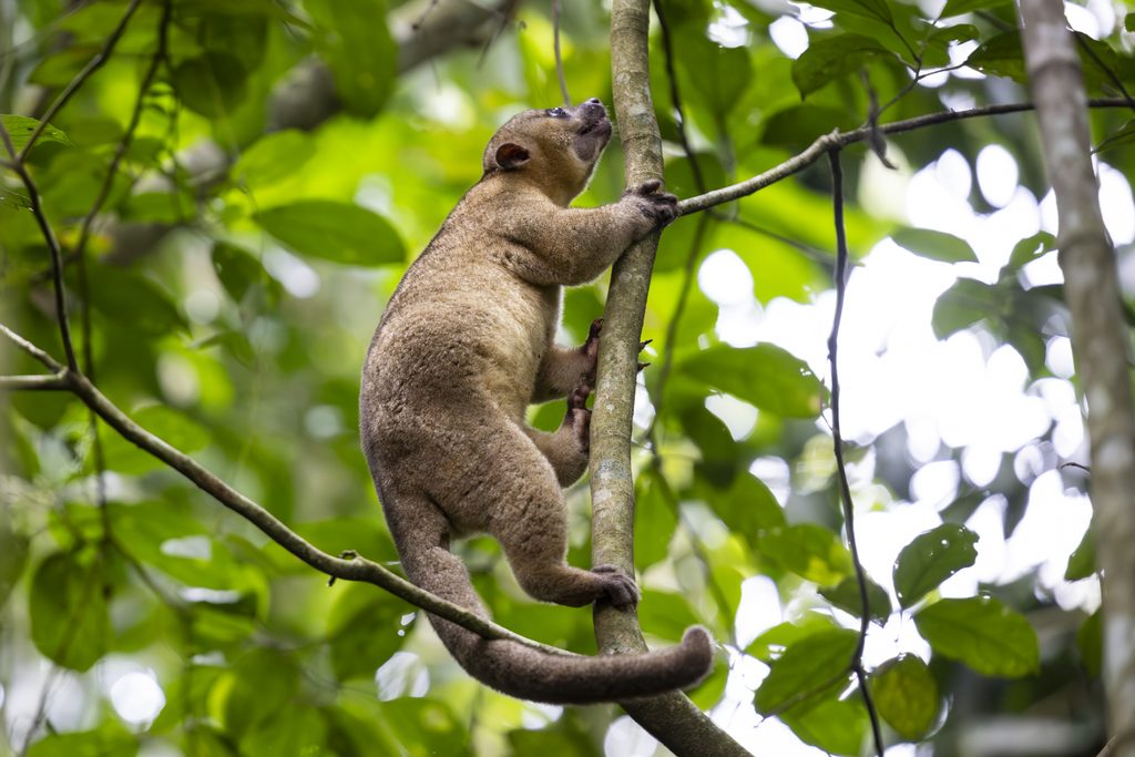 A brown, furry kinkajou climbs a tree that grows small green leaves.